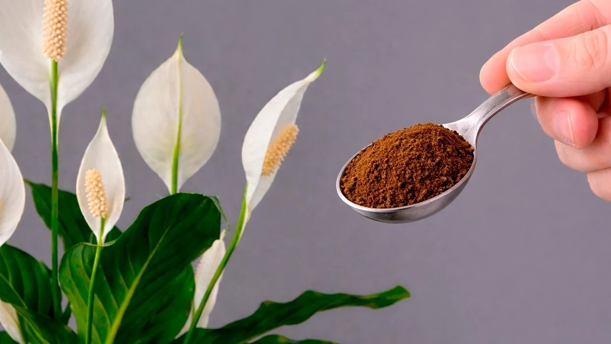 Lirio de la paz sin flores: añade posos de café así para que explote el 2026 - image 1