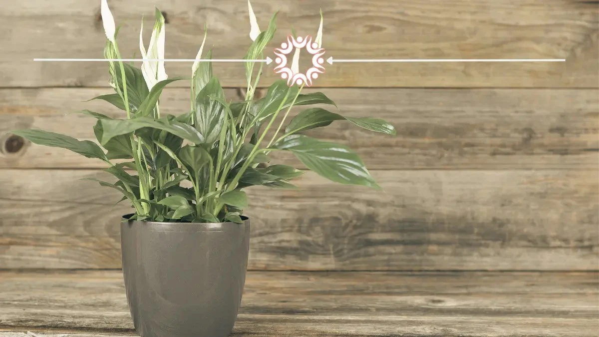 Lirio de la paz sin flores: añade posos de café así para revivirlo - image 1
