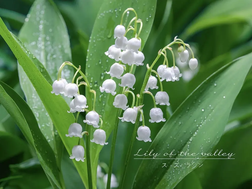 Lirio de los valles (Convallaria majalis): la joya de Francia y su peligro oculto