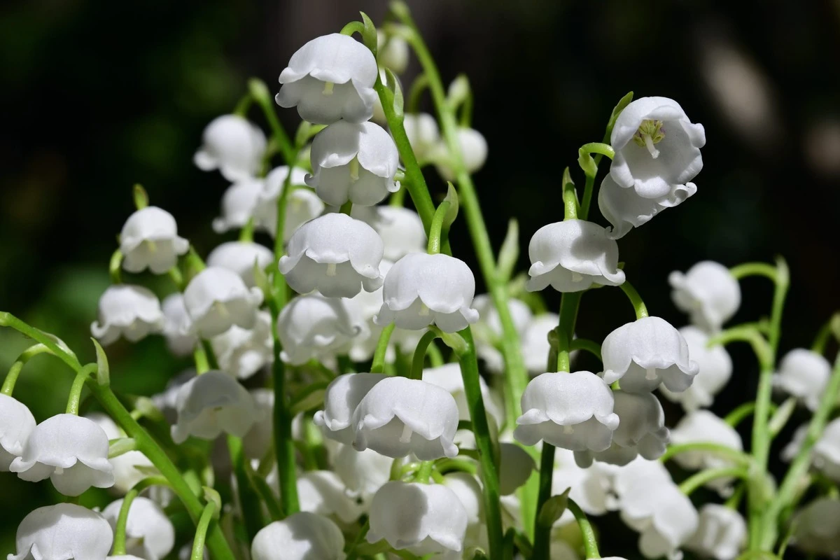 Lirio de los valles (Convallaria majalis): la joya de Francia y su peligro oculto - image 1