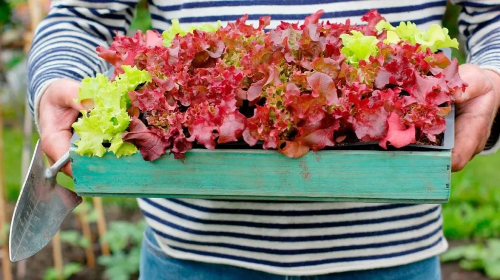 Los Santos de Hielo y el consejo de Sabrina Nitsche: no plantes esto antes de mayo
