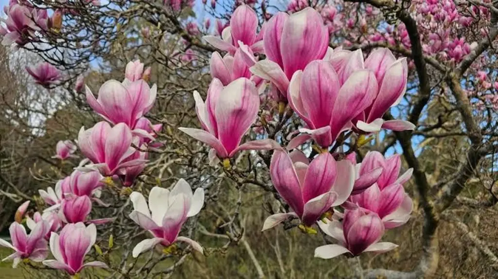 Magnolia sin flores: el truco de la turba para rescatar tu árbol