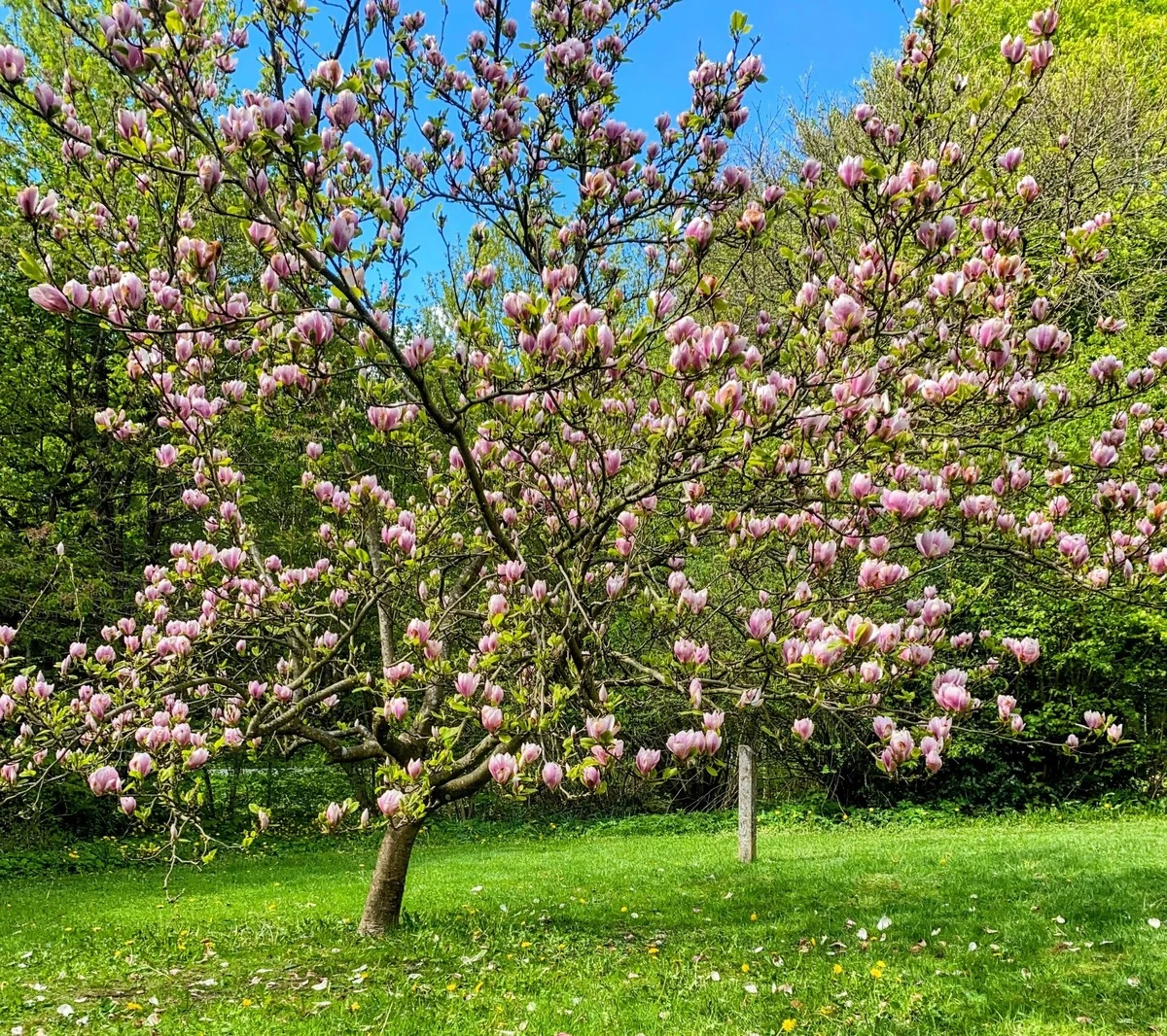 Magnolia sin flores: el truco de la turba para rescatar tu árbol - image 1