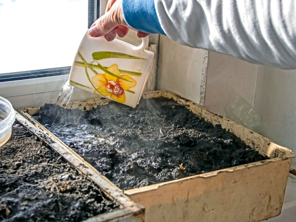 Malezas en el pavimento: el truco de expertos jardineros para eliminarlas - image 1