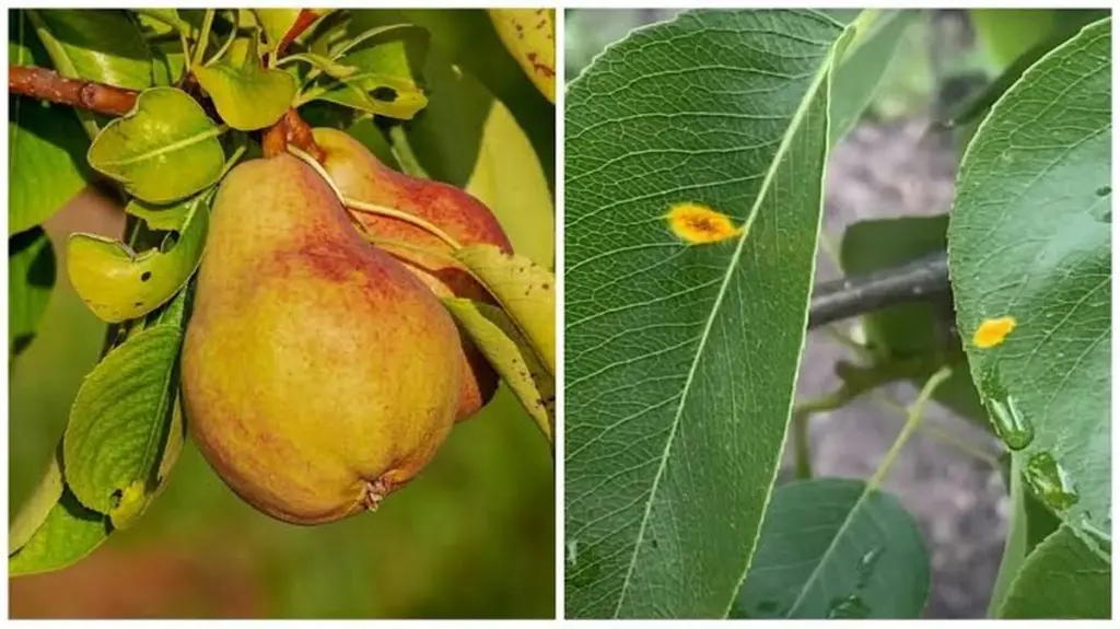 Manchas naranjas en tu Peral (Pyrus): el truco para frenar la Roya del peral