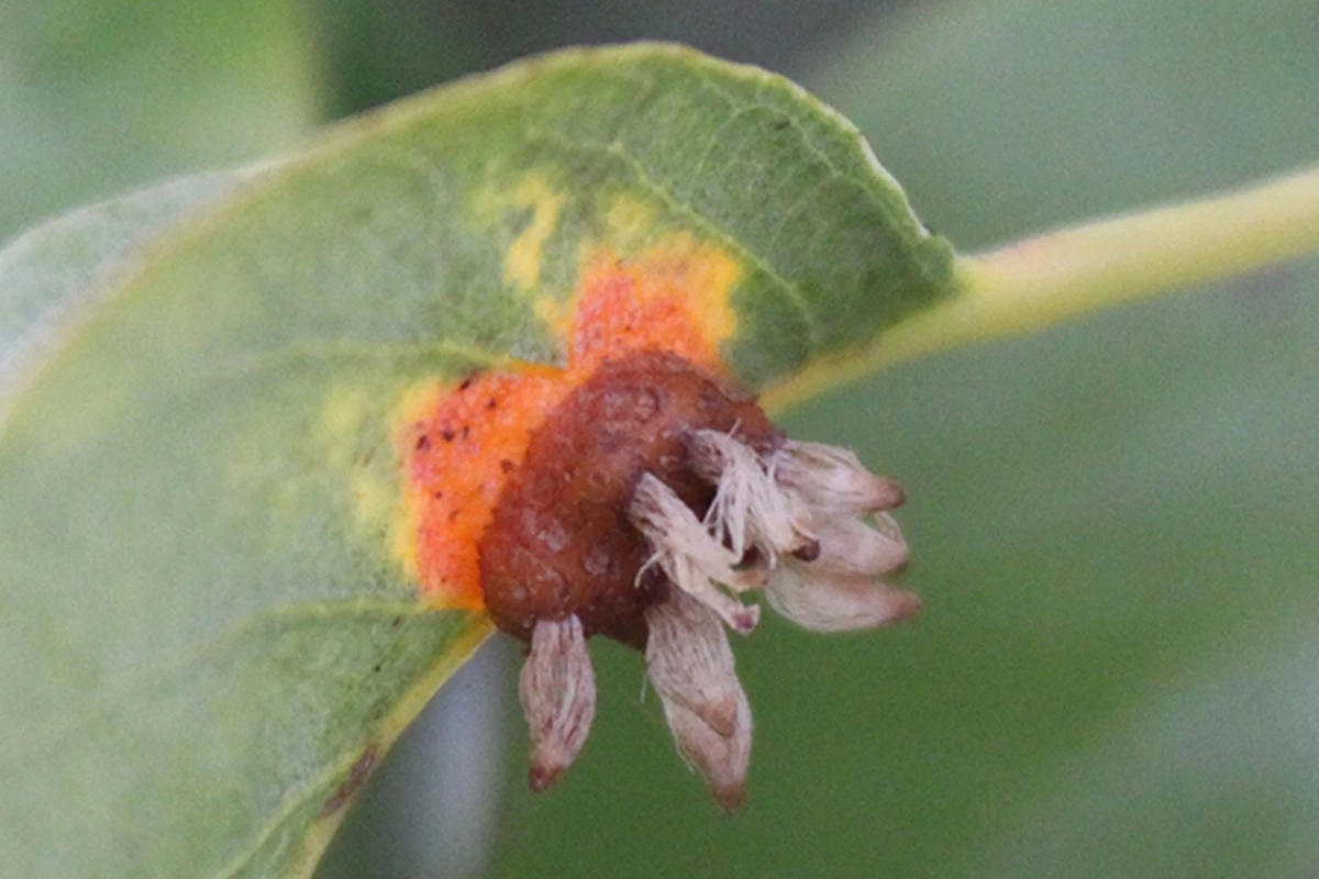 Manchas naranjas en tu Peral (Pyrus): el truco para frenar la Roya del peral - image 1