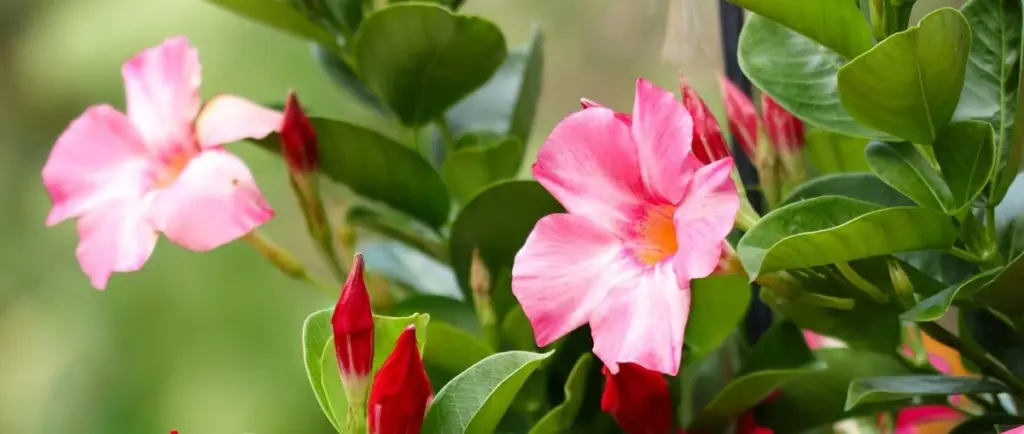Mandevilla o Dipladenia: el truco del hidrogel para flores espectaculares