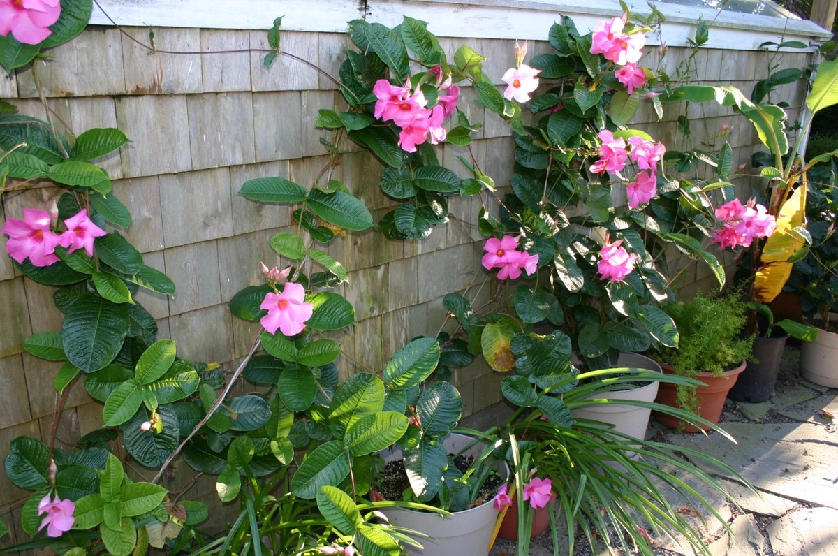 Mandevilla o Dipladenia: el truco del hidrogel para flores espectaculares - image 1