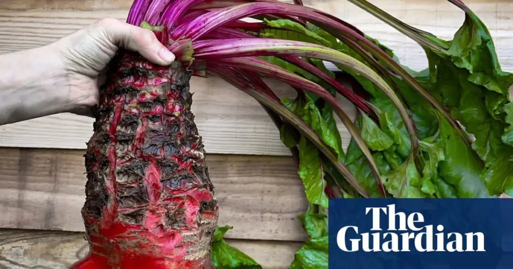 Mangelwurzel: por qué esta raíz "monstruosa" arrasa tras el Chelsea Flower Show