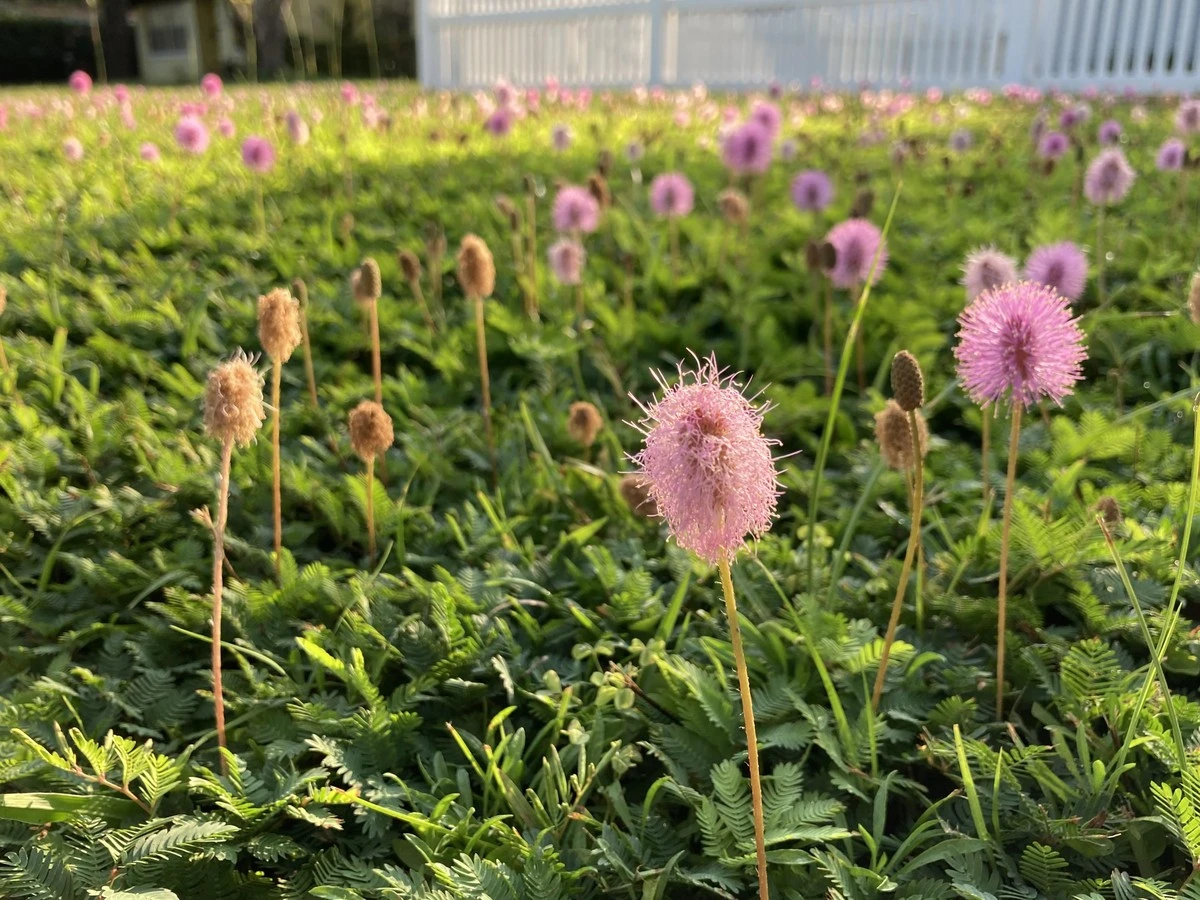 Mimosa strigillosa de Florida: el truco para un jardín verde sin apenas riego - image 1