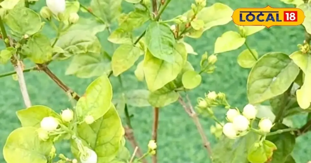 Mogra (Jazmín de Arabia) sin flores: el truco de Palamú para verlas en 20 días