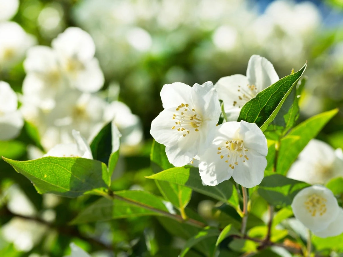 Mogra (Jazmín de Arabia) sin flores: el truco de Palamú para verlas en 20 días - image 1