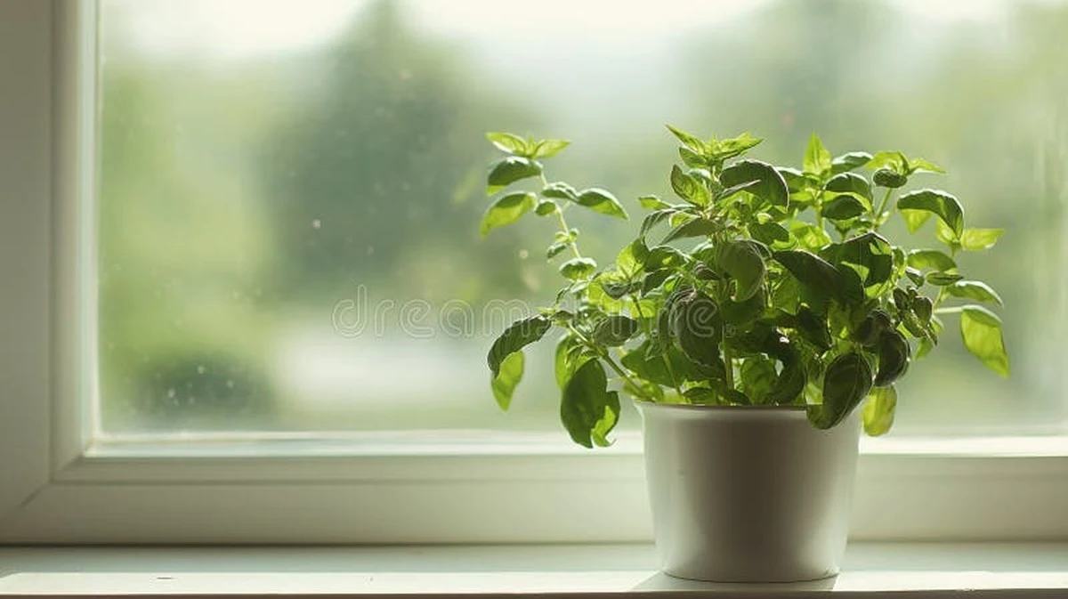 Moscas en casa: por qué dejé los sprays por esta Albahaca de 3 euros - image 1