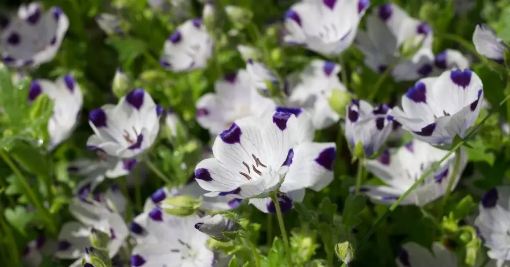 Nemophila maculata: el truco para un jardín de porcelana en solo 40 días