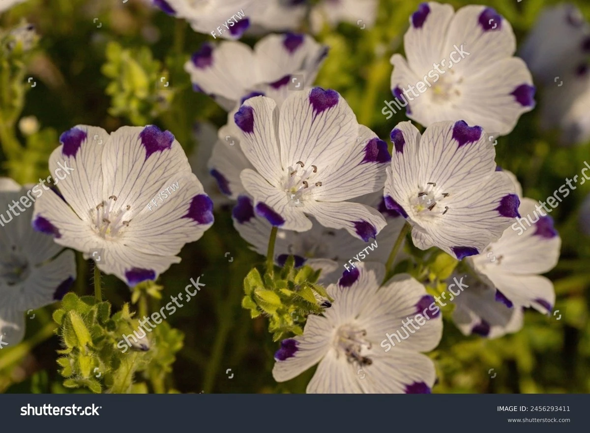 Nemophila maculata: el truco para un jardín de porcelana en solo 40 días - image 1