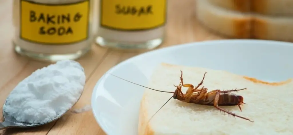 Ni una cucaracha más dándote sustos: el truco de 2 ingredientes para tu cocina