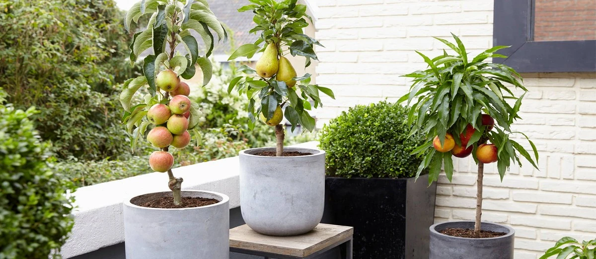 Ni una grieta más: ten tu Árbol de cítricos o Manzana de agua en terraza - image 1