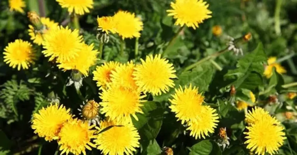 No arranques el Diente de león (Taraxacum officinale): el mensaje de tu Suelo
