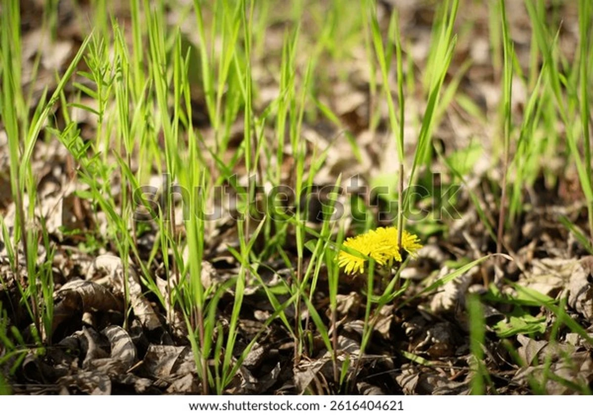 No arranques el Diente de león (Taraxacum officinale): el mensaje de tu Suelo - image 1
