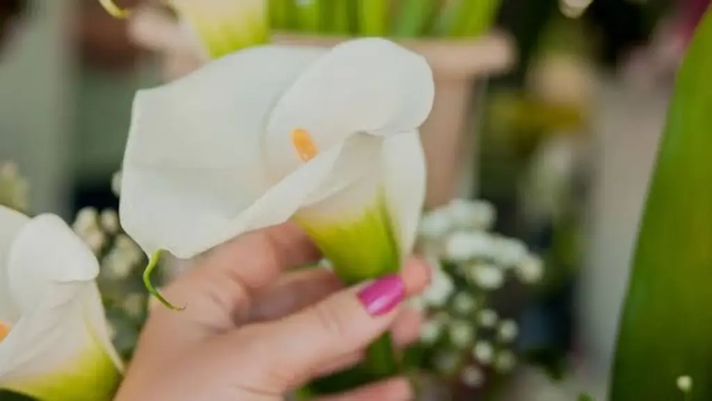 No las pongas en el salón: el error con las Calas y el Feng Shui