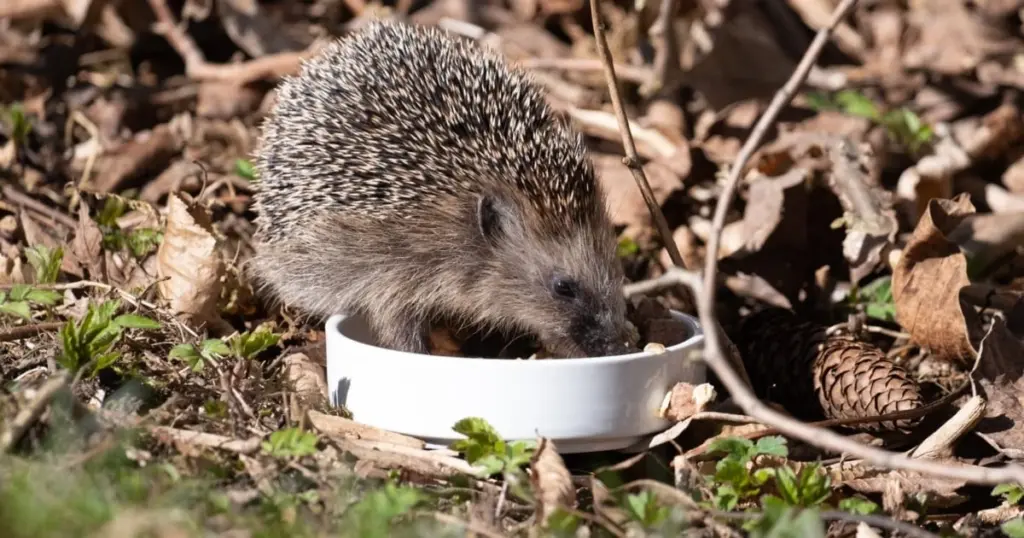 No limpies tu jardín todavía: el truco del desorden que salva la fauna