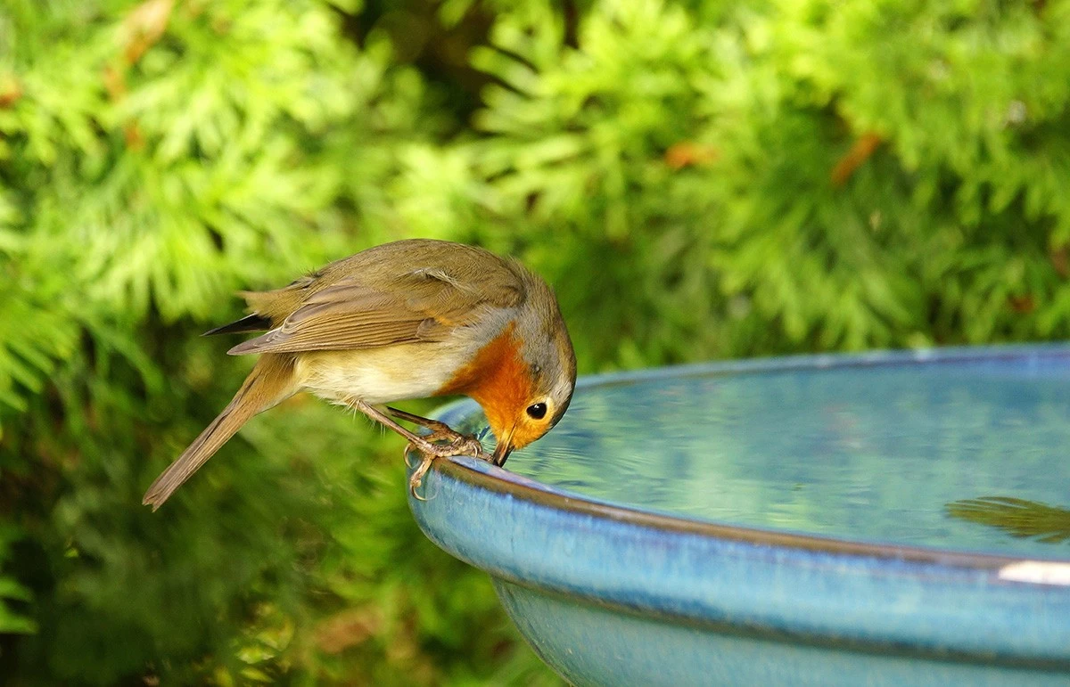 No limpies tu jardín todavía: el truco del desorden que salva la fauna - image 1