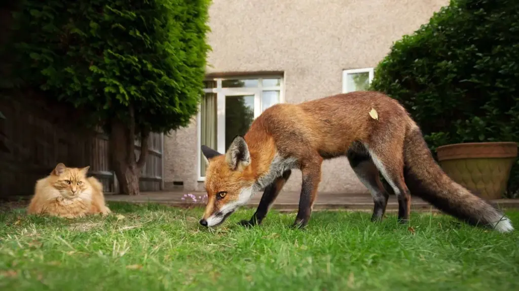 No más Gatos ni Zorros en tu jardín: el spray de 30g que los aleja