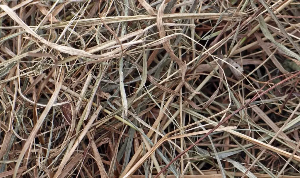 No tires el césped: el truco de expertos para salvar tu jardín en 2026