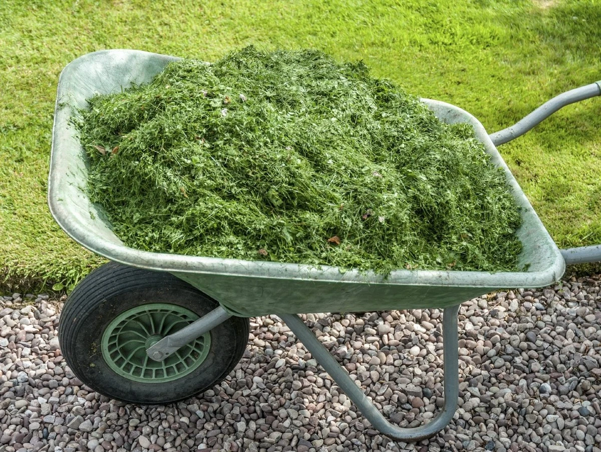 No tires el césped: el truco de expertos para salvar tu jardín en 2026 - image 1
