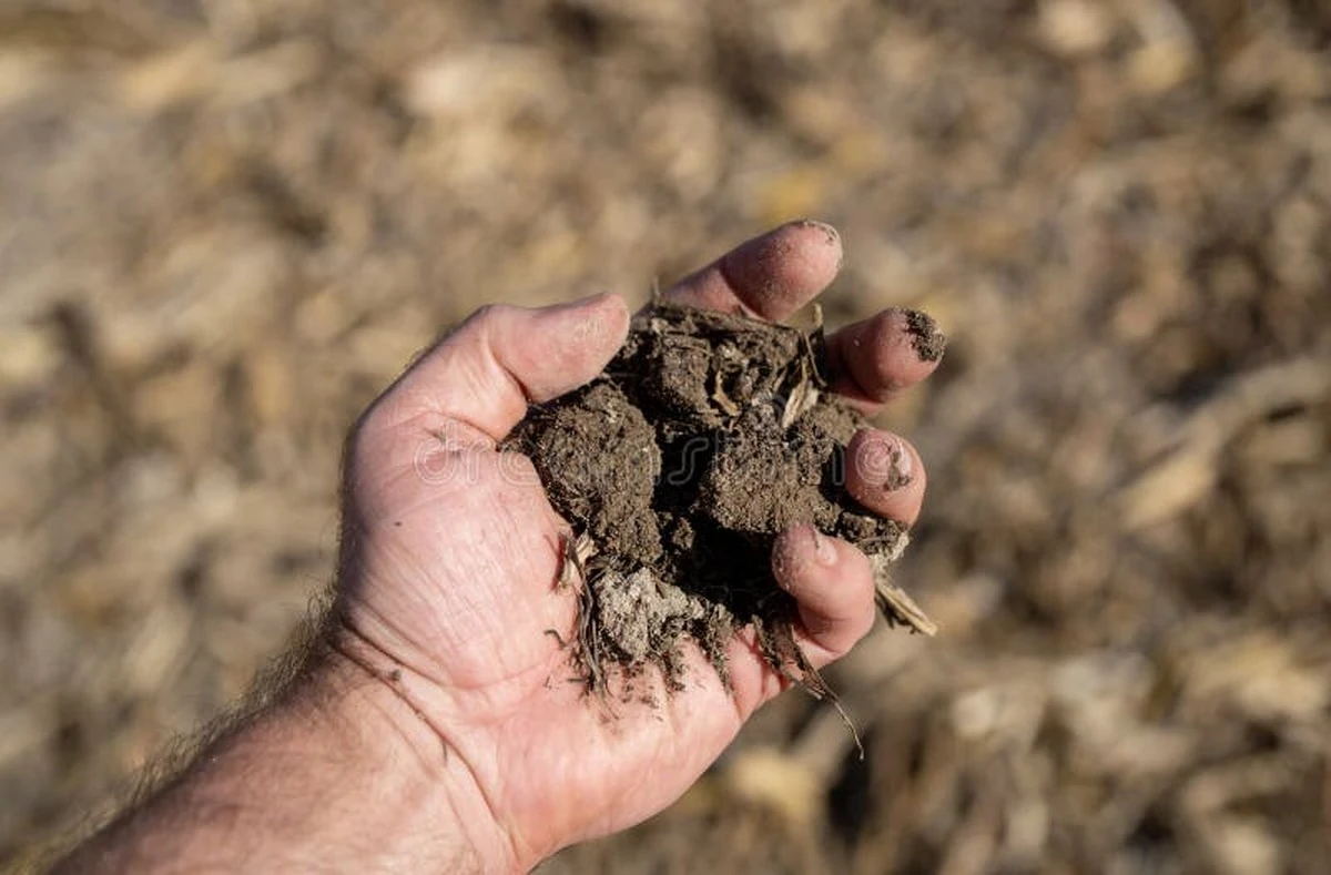 No tires tu sustrato para plantas viejo: el truco para renovar tierra de jardín - image 1
