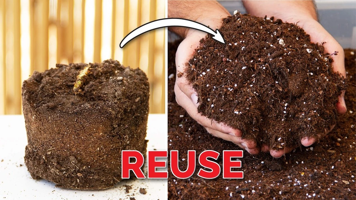 No tires tu sustrato (tierra para macetas): el truco con compost para revivirlo - image 1