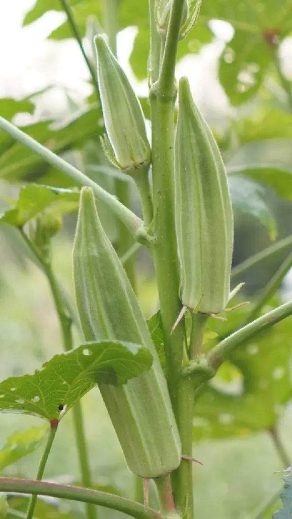 Okra (Abelmoschus esculentus): el truco del fertilizante orgánico para una cosecha infinita