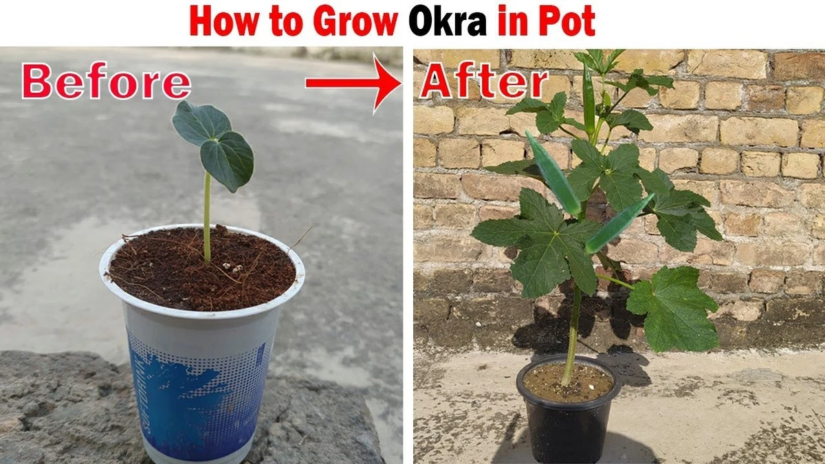 Okra (Abelmoschus esculentus): el truco del fertilizante orgánico para una cosecha infinita - image 1