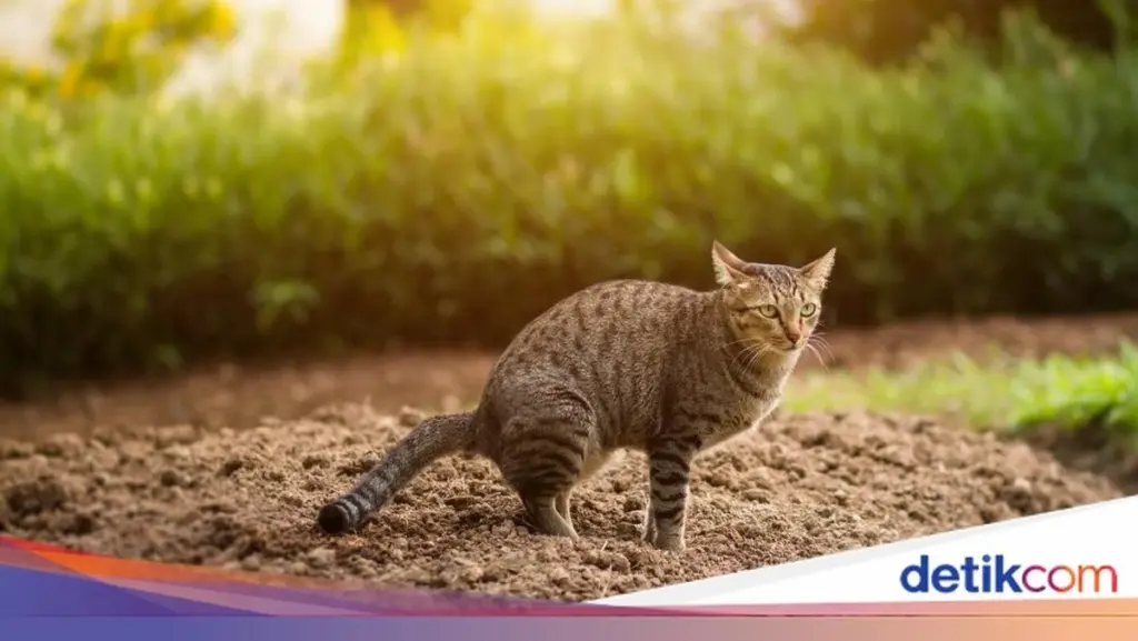 Olor a gato en el jardín: aleja la Toxoplasmosis y eL Toxoplasma gondii con estO