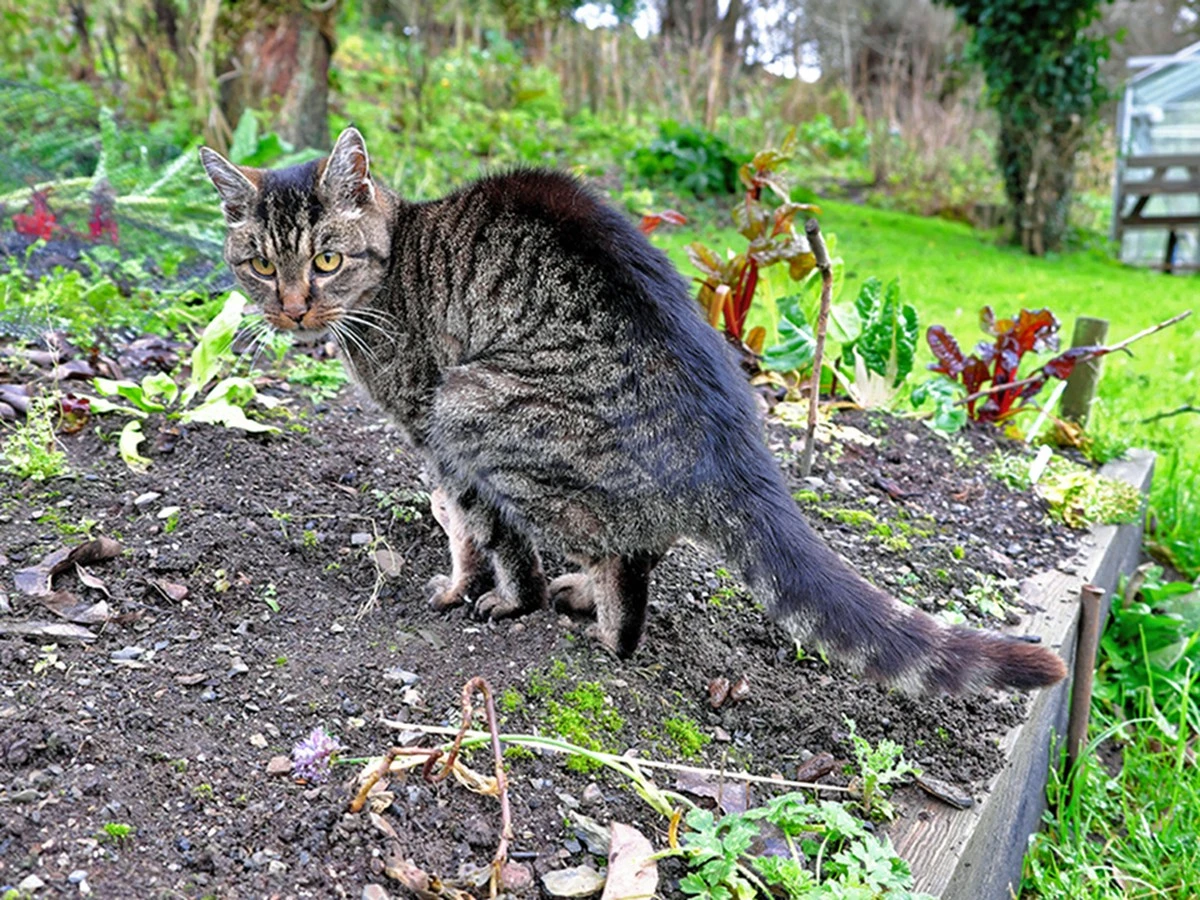 Olor a gato en el jardín: aleja la Toxoplasmosis y eL Toxoplasma gondii con estO - image 1