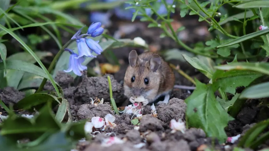 Olvida la rata o el ratón en tu jardín: el truco de las 3 plantas