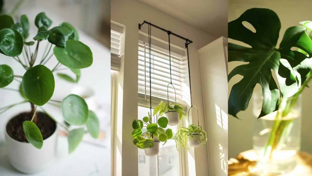 Olvídate del Espada de San Jorge: la planta elegante que revoluciona tu hogar con verde - image 1