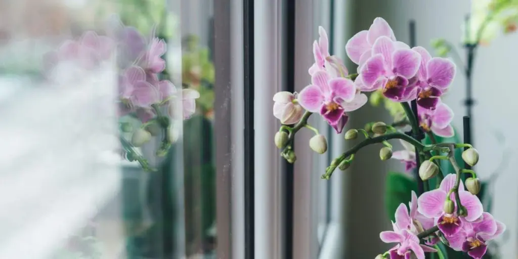 Orquídeas con más flores: el truco de Natalia Sáez para revivirlas en 30 segundos