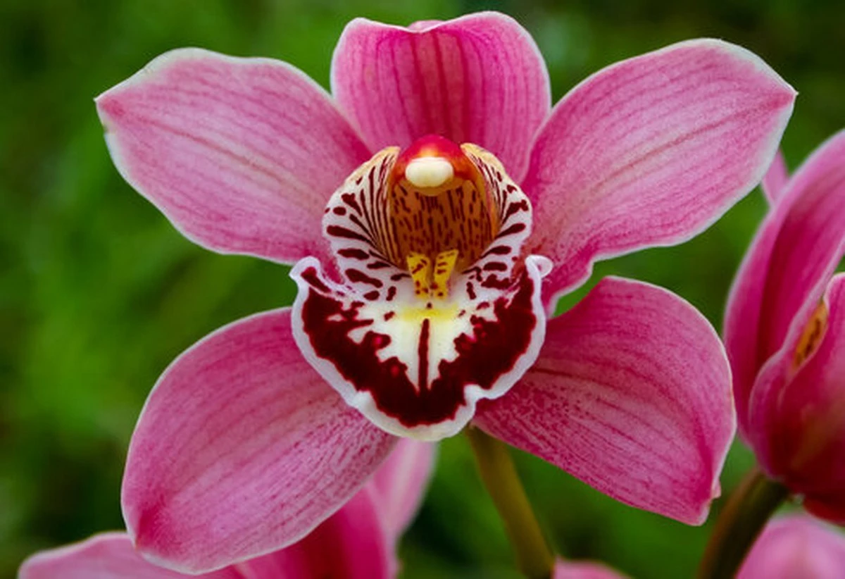 Orquídeas con más flores: el truco de Natalia Sáez para revivirlas en 30 segundos - image 1