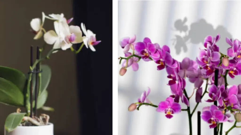 Orquídea siempre viva: el truco de inmersión para un cultivo en interiores de éxito