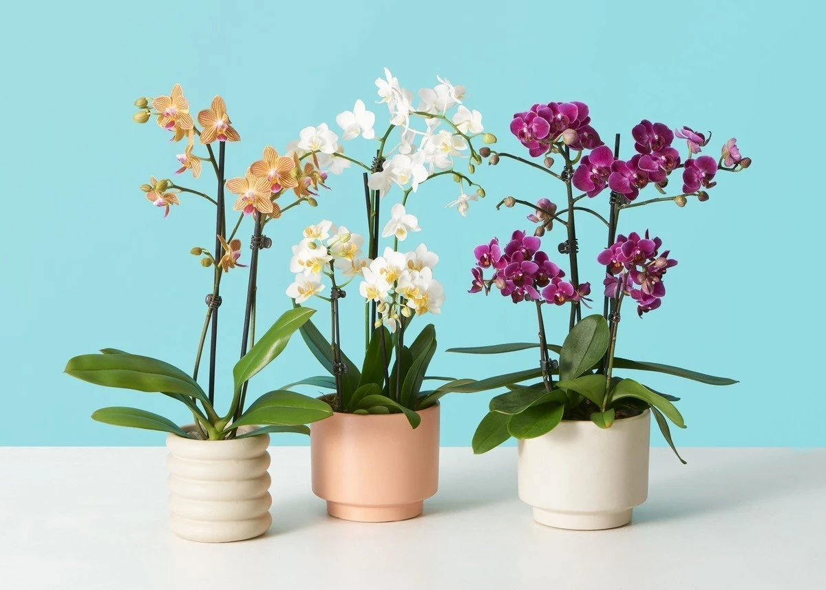 Orquídea siempre viva: el truco de inmersión para un cultivo en interiores de éxito - image 1
