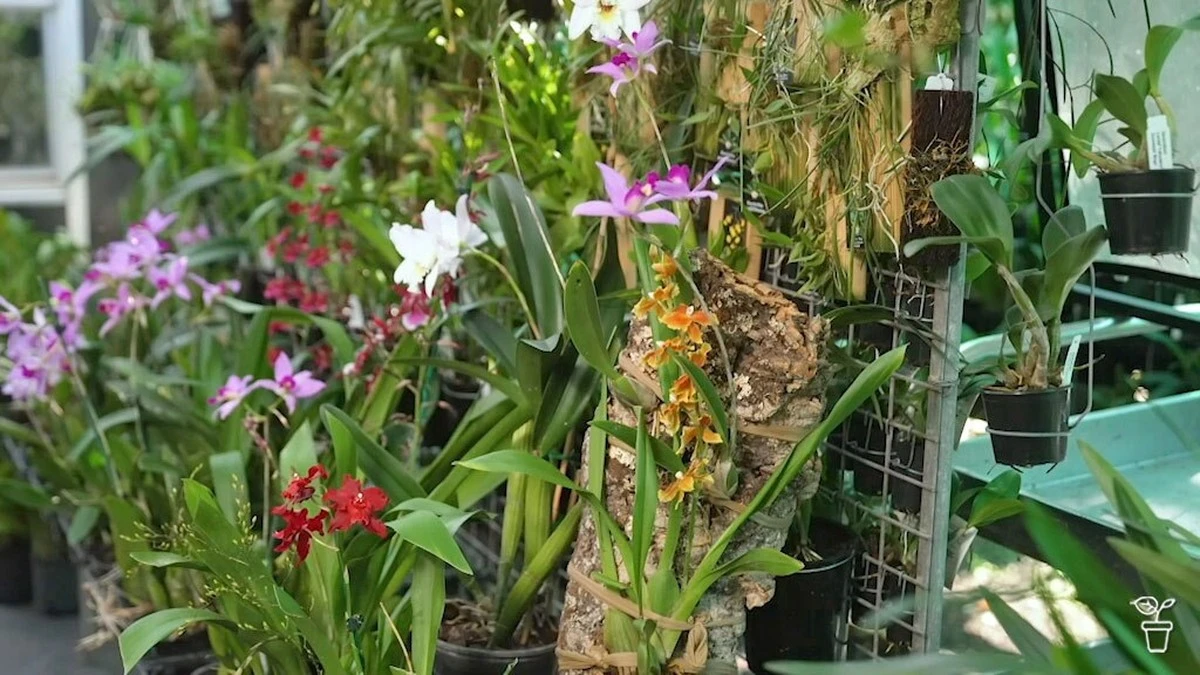 Orquídea Vanda tailandesa: ¡la flor que cuelga y cautiva sin tierra! - image 1