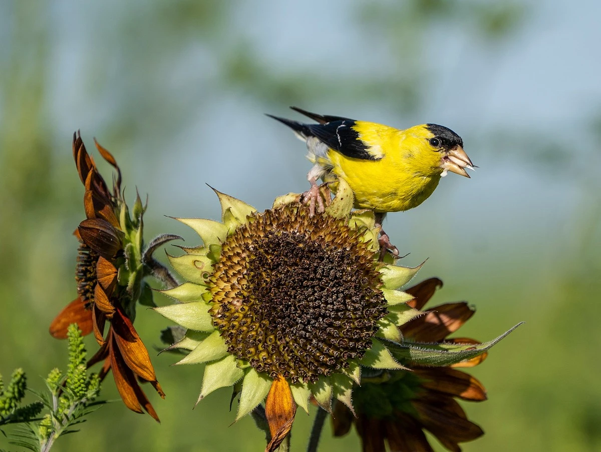 Pájaros de jardín: por qué plantar Echinacea purpurea en marzo los salvará - image 1