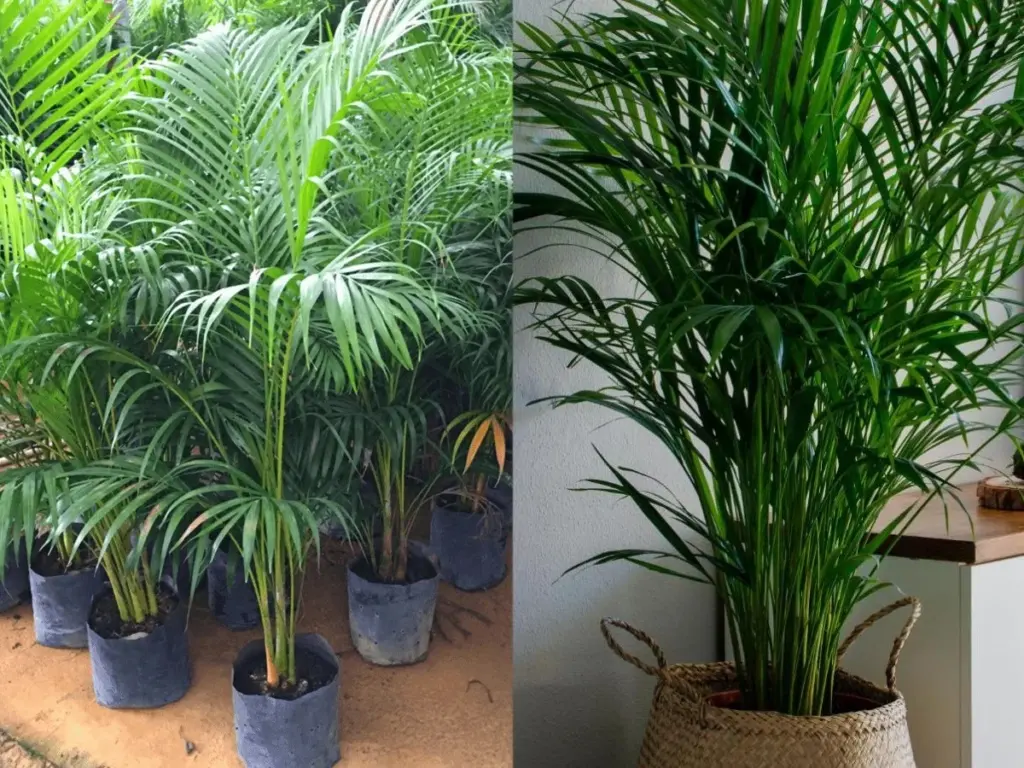 Palma de frutos de oro (Dypsis lutescens): mi truco de jardinería para hojas verdes