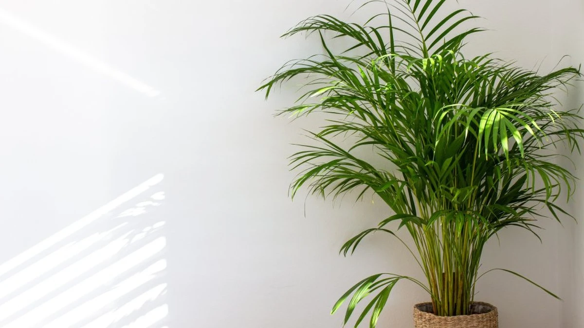 Palma de frutos de oro (Dypsis lutescens): mi truco de jardinería para hojas verdes - image 1