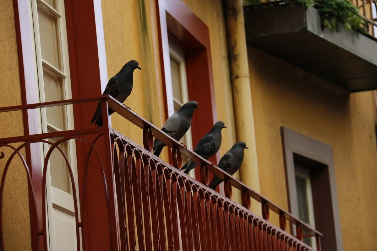 Palomas (Columba livia) en el balcón: el truco del Vinagre blanco para echarlas - image 1