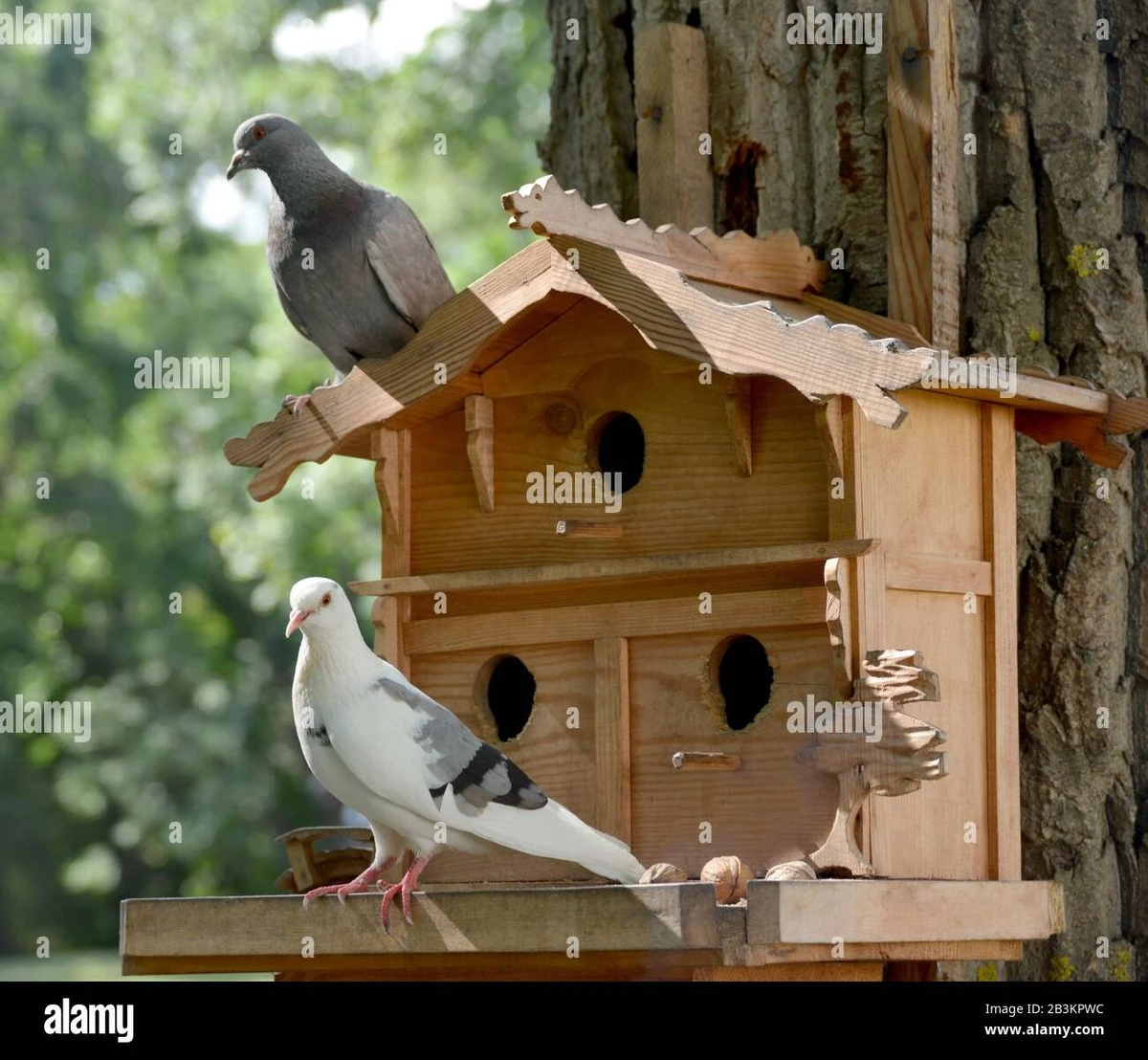 Palomas en casa: significado espiritual y práctico - image 1