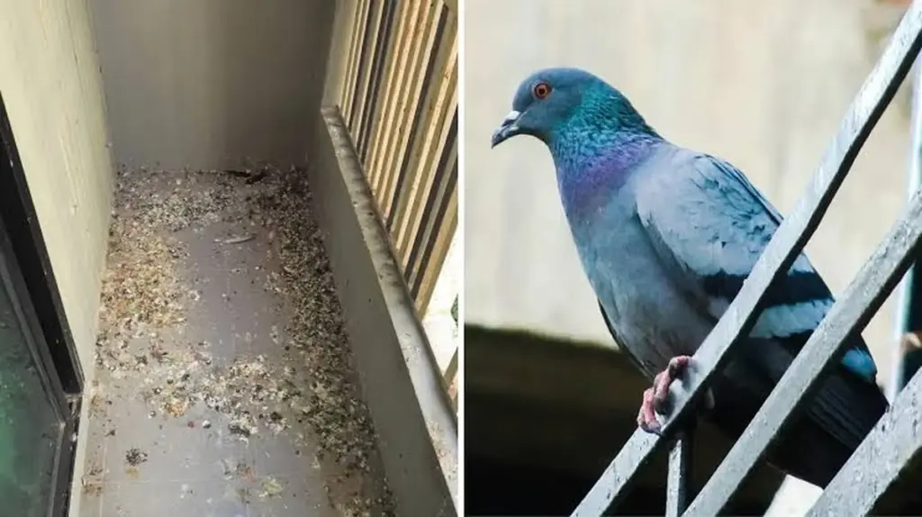 Palomas en tu Balcón: el truco de la brida para echarlas para siempre