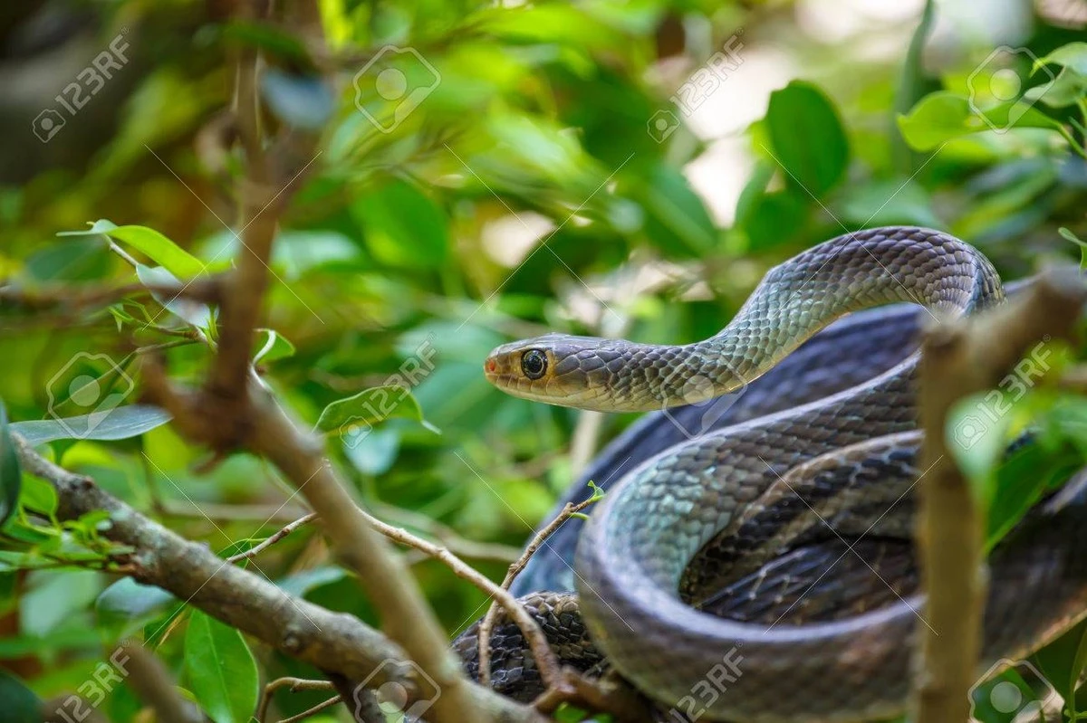 Peligro en tu jardín: por qué la Nerium oleander atrae a la serpiente - image 1