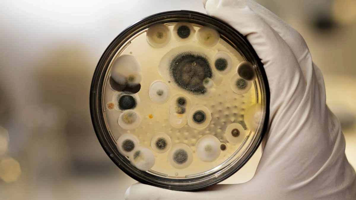 Peligro en tus paredes: el riesgo oculto de la espuma de urea-formaldehído (UF-schuim) y el formaldehído - image 1